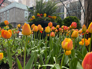 Tulip Darwin Hybrid The Magnificent Mile 87497212