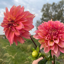 Load image into Gallery viewer, *NEW Kenora Lisa Tuber
