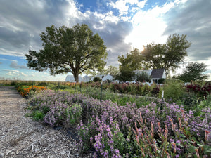 2024 CSA Exclusive 1 Night Farm Stay & Sustainably Growing Blooms at Barnswallow & Co.