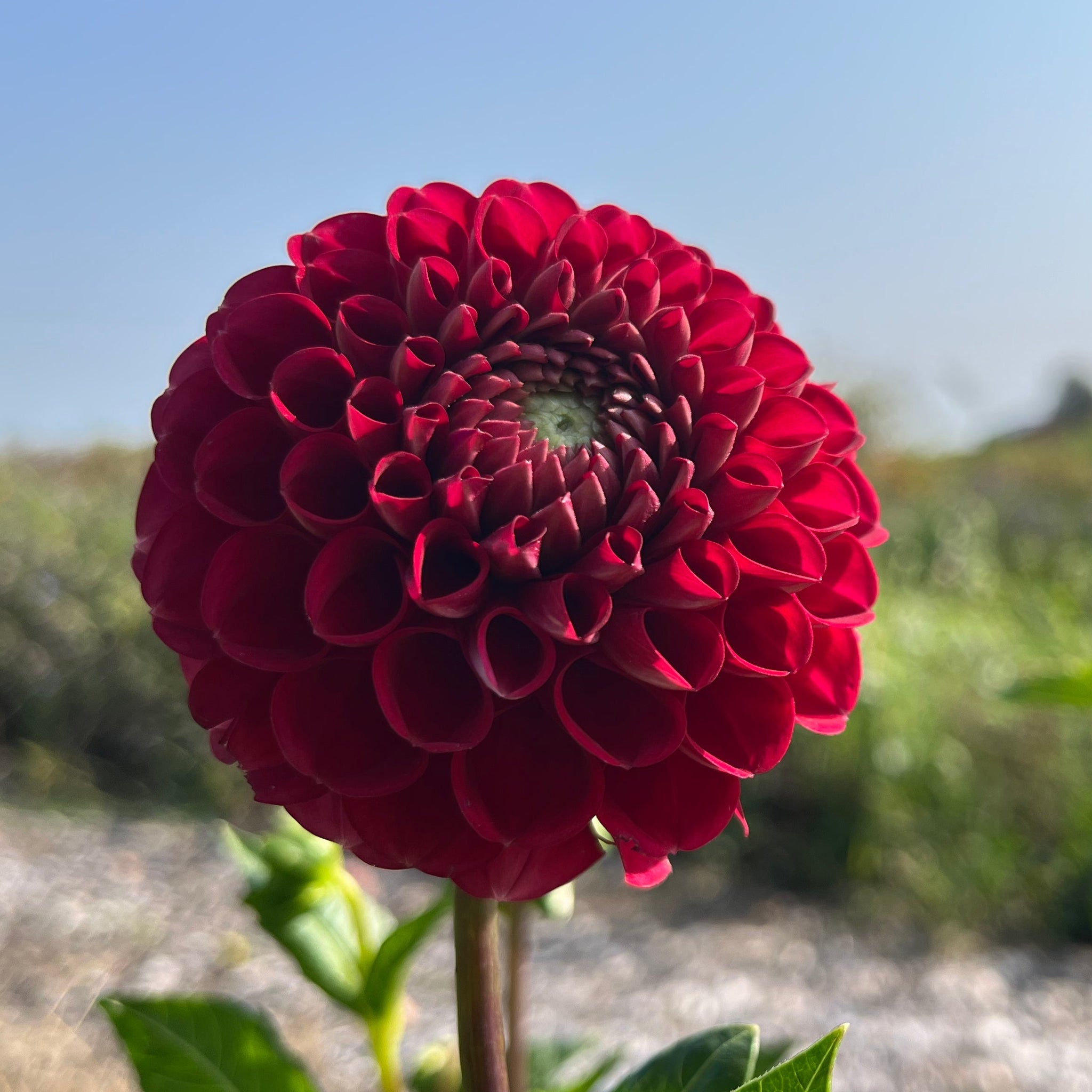 Chimacum Night Tuber