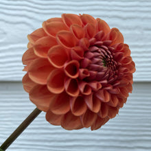 Load image into Gallery viewer, Cornel Bronze Tuber
