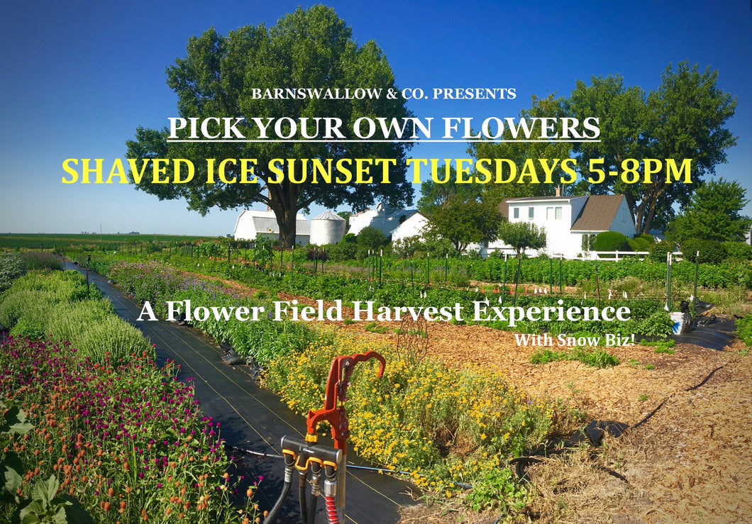 Sherbet Sunset Tuesdays ->Pick Your Own Flowers - September 26th from 430-730P