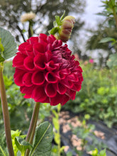 Load image into Gallery viewer, Cornel Dahlia Tuber Clump
