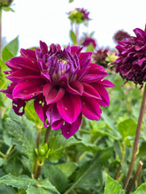 Load image into Gallery viewer, Diva Dahlia Tuber Clump
