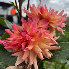 Load image into Gallery viewer, *NEW Pinky Peachy Tuber
