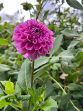 Load image into Gallery viewer, Isabel Dahlia Tuber Clump
