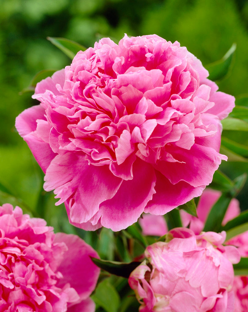 Jacorma (Herbaceous/Late Season Bloom)