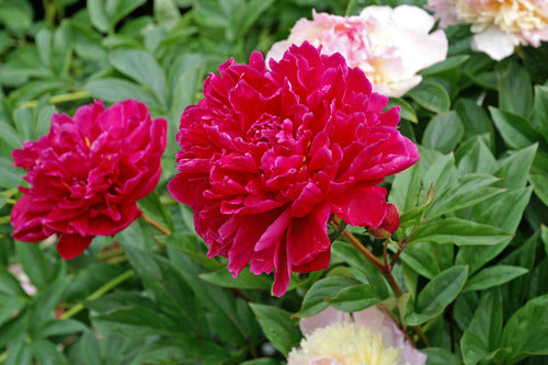Kansas (Herbaceous/Mid Season Bloom)