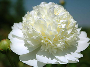 Lancaster Imperial *NEW (Herbaceous / Mid Season)