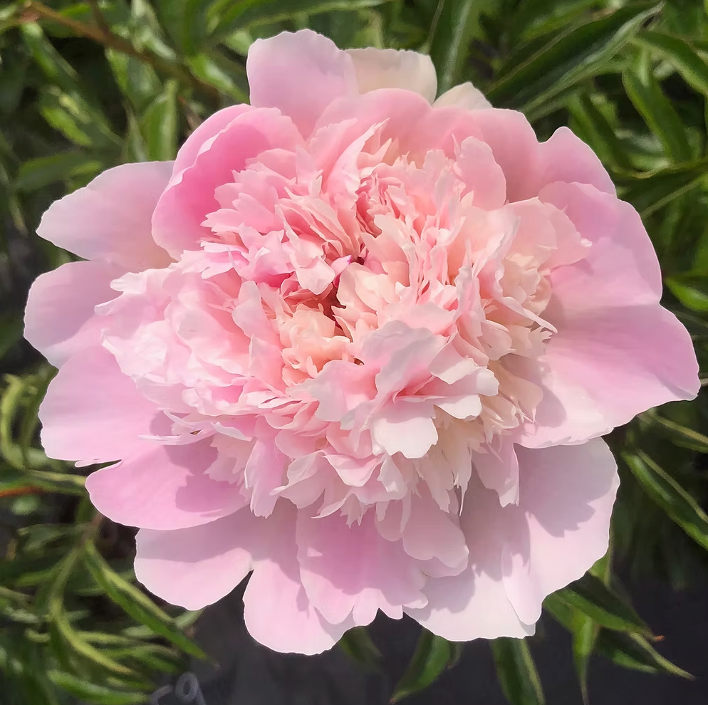 Pecher (Herbaceous / Mid Season)