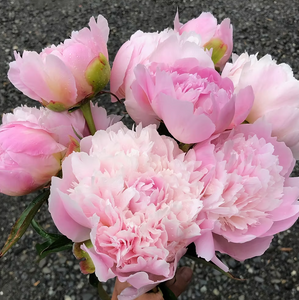 Pecher (Herbaceous / Mid Season)