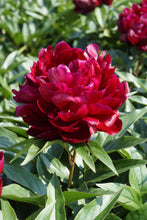 Load image into Gallery viewer, Peter Brand (Herbaceous/Mid to Late Season Bloom)
