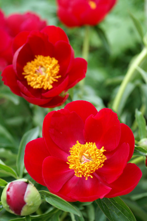 Scarlett O'Hara (Herbaceous/ Very Early Season)