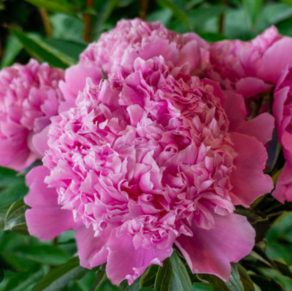 Monsieur Jules Elie (Herbaceous/Early Season)