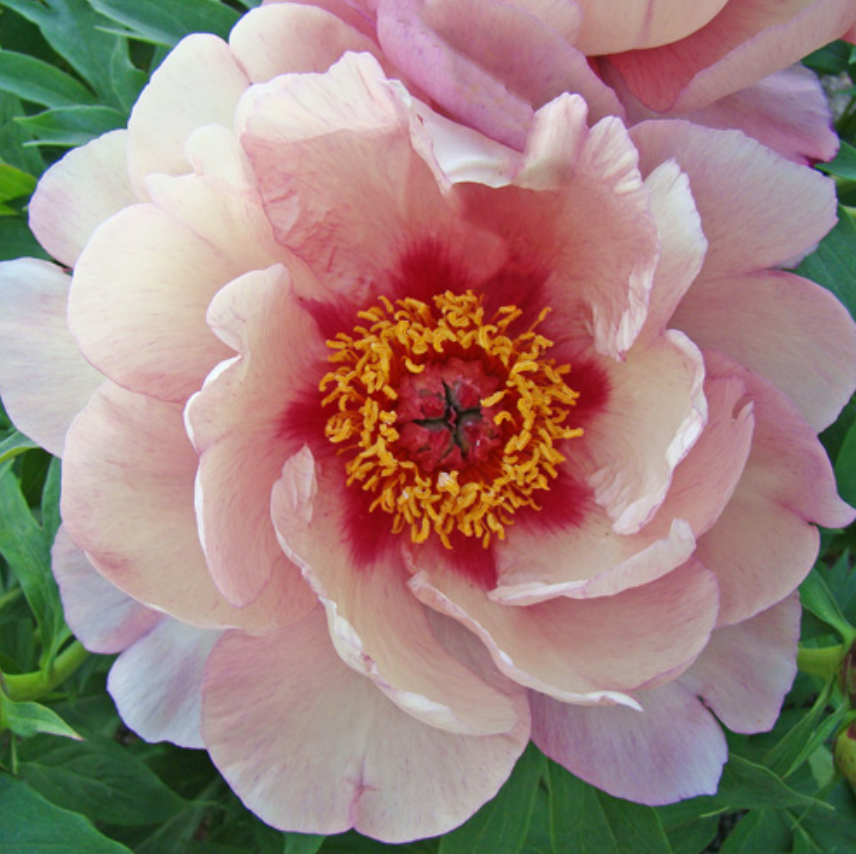 Berry Berry Fine (ITOH/Early Season Bloom)