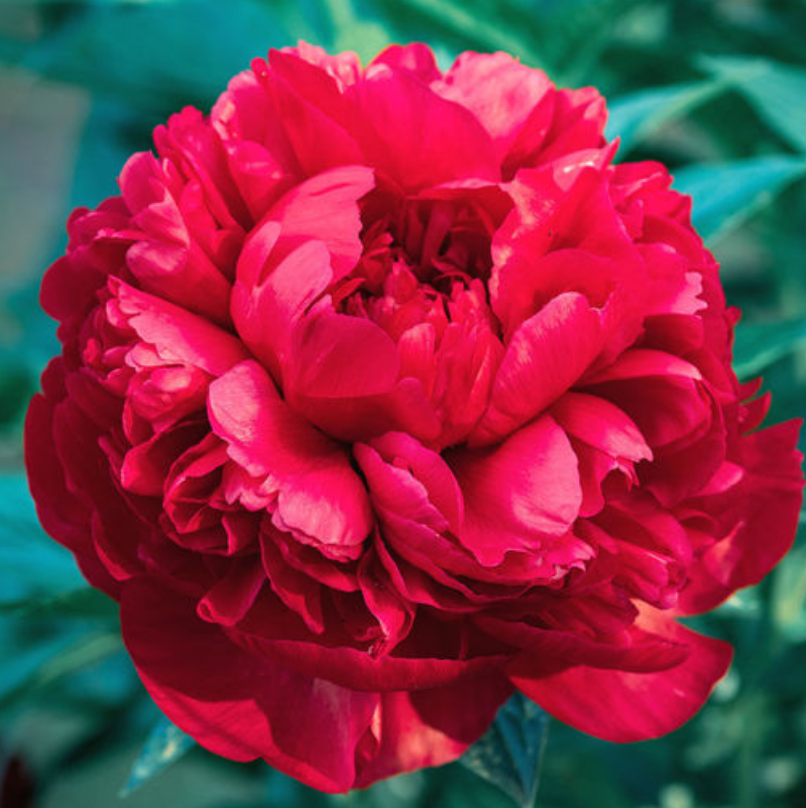 Command Performance (Herbaceous/Early to Mid Season Bloom)
