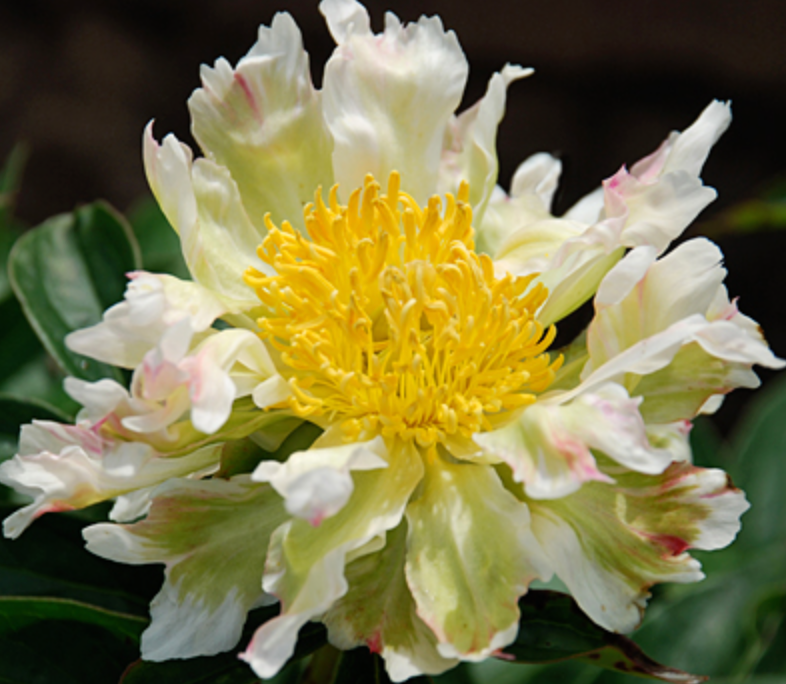 Green Lotus (Herbaceous/Mid Season Bloom)