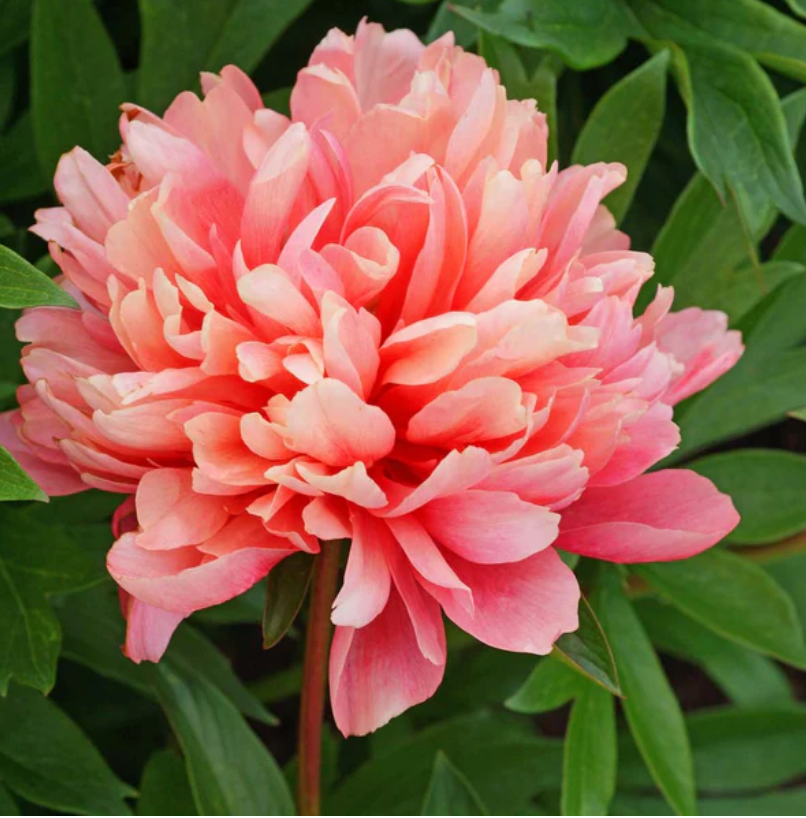 Lorelei (Herbaceous/Early Season Bloom)