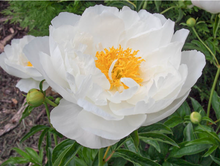 Load image into Gallery viewer, Miss America (Herbaceous/Mid Season Bloom)
