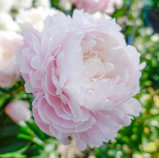 Moon River (Herbaceous/Mid Season Bloom)
