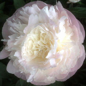 Mother's Choice (Herbaceous/Mid to Late Season Bloom)