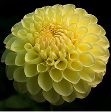 Load image into Gallery viewer, Polventon Supreme Tuber
