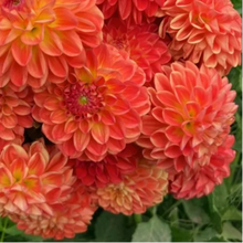 Load image into Gallery viewer, *NEW Orange Symphony Tuber
