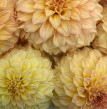 Load image into Gallery viewer, *NEW Bracken Sarah Tuber
