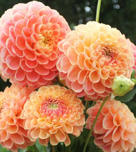 Load image into Gallery viewer, *NEW Chricton Honey Tuber
