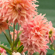 Load image into Gallery viewer, *NEW Penhill Watermelon Tuber
