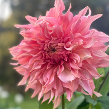 Load image into Gallery viewer, *NEW Penhill Watermelon Tuber
