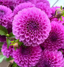 Load image into Gallery viewer, *NEW Robann Royal Tuber
