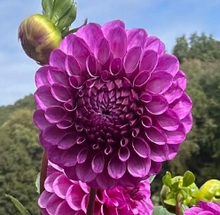 Load image into Gallery viewer, *NEW Robann Royal Tuber
