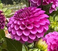 Load image into Gallery viewer, *NEW Robann Royal Tuber
