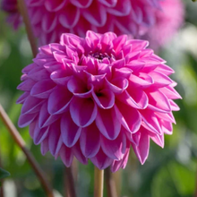 Load image into Gallery viewer, *NEW Pink Sylvia Tuber
