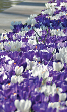 Load image into Gallery viewer, *NEW Crocus - Butterfly Paradise Mix (Large Flowering) 67092608

