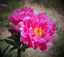 Load image into Gallery viewer, *NEW Nice Gal (Herbaceous/Early to Mid Season Bloom)
