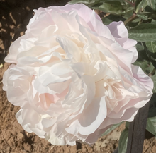 Load image into Gallery viewer, *NEW Norma Volz (Herbaceous/Mid To Late Season Bloom)
