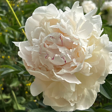 Load image into Gallery viewer, *NEW Odile (Herbaceous/Early Season Bloom)
