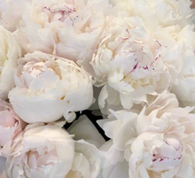 Load image into Gallery viewer, *NEW Odile (Herbaceous/Early Season Bloom)
