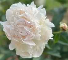 Load image into Gallery viewer, *NEW Odile (Herbaceous/Early Season Bloom)
