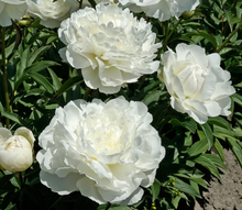 Load image into Gallery viewer, *NEW Puffed Cotton (Herbaceous/Mid Season Bloom)
