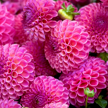 Load image into Gallery viewer, Caitlin's Joy Tuber
