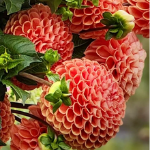 Load image into Gallery viewer, Cornel Bronze Tuber
