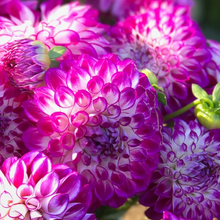 Load image into Gallery viewer, AC Devine Tuber
