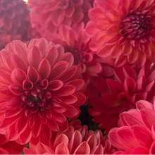 Load image into Gallery viewer, Chimacum Nadjae Tuber
