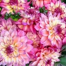 Load image into Gallery viewer, Bahama Mama Tuber
