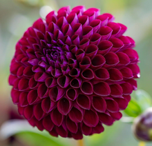 Load image into Gallery viewer, Chimacum Troy Tuber
