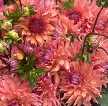 Load image into Gallery viewer, Terracotta Tuber
