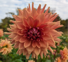 Load image into Gallery viewer, Terracotta Tuber
